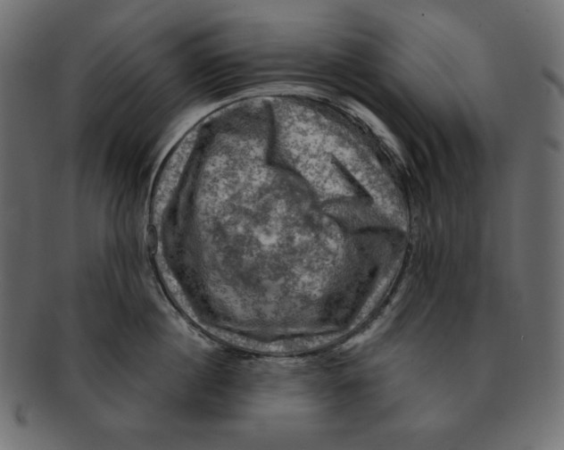 X0000091910860200710031018