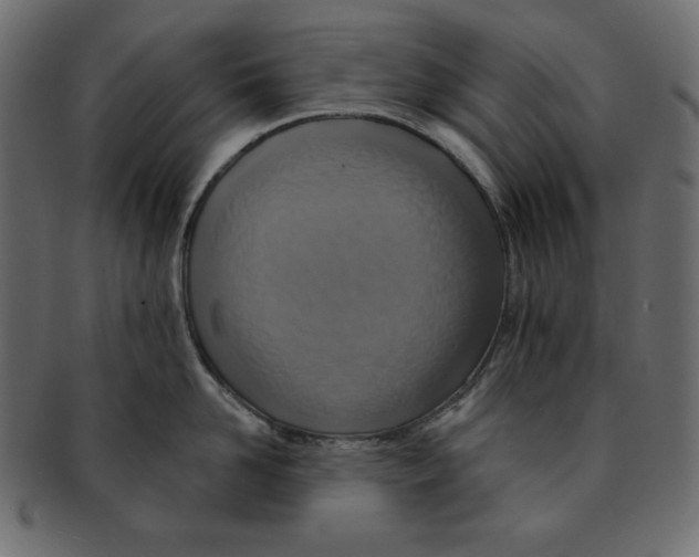 X0000091910958200710031016