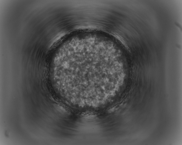 X0000091910967200710031016