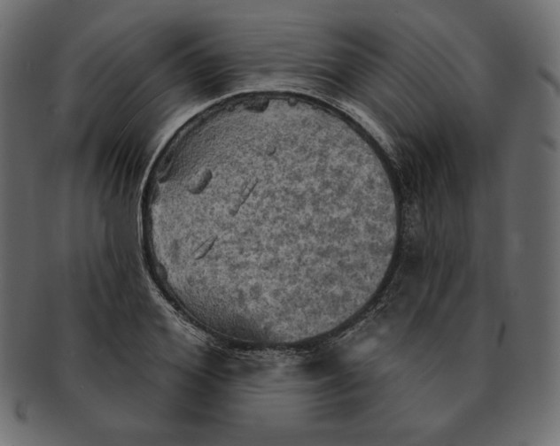 X0000091910980200710031016