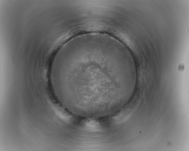X0000091920258200709121544