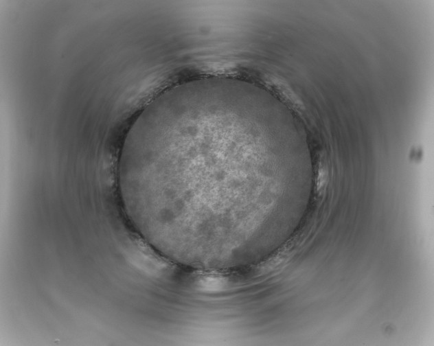X0000091920658200709121539