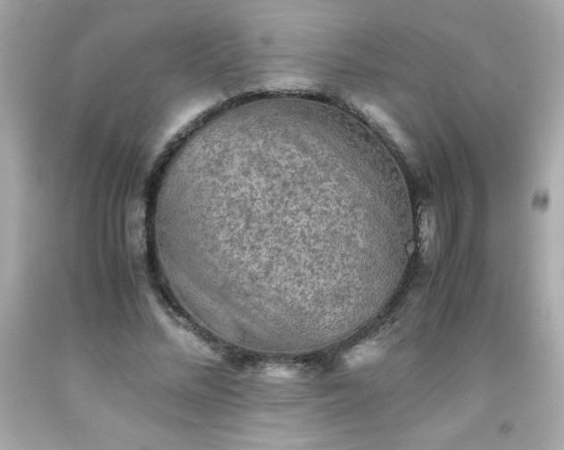 X0000091920684200709121539