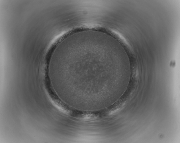 X0000091920736200709121538
