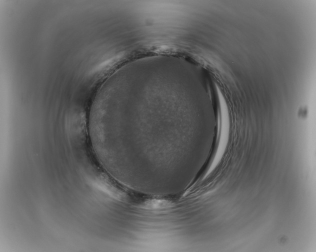 X0000091920748200709121538