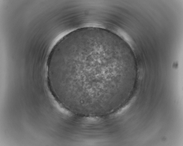 X0000091921125200709121533