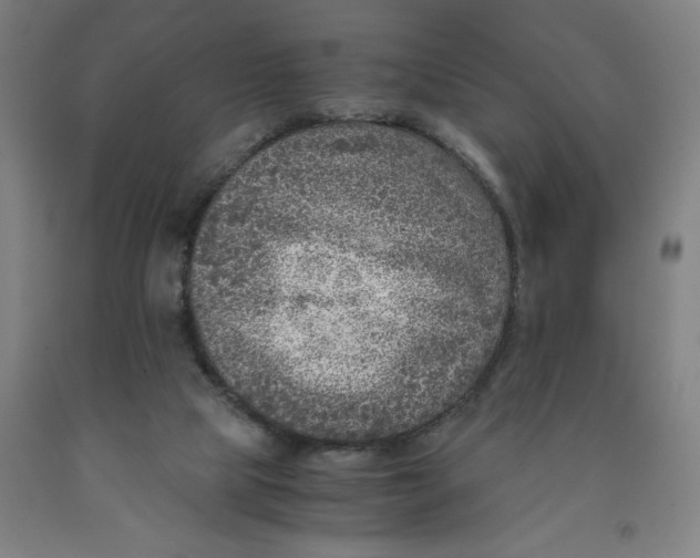 X0000091920065200709261651