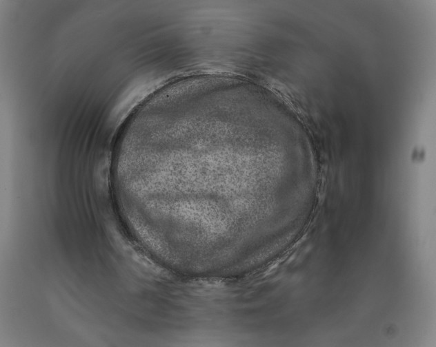 X0000091920194200709261650