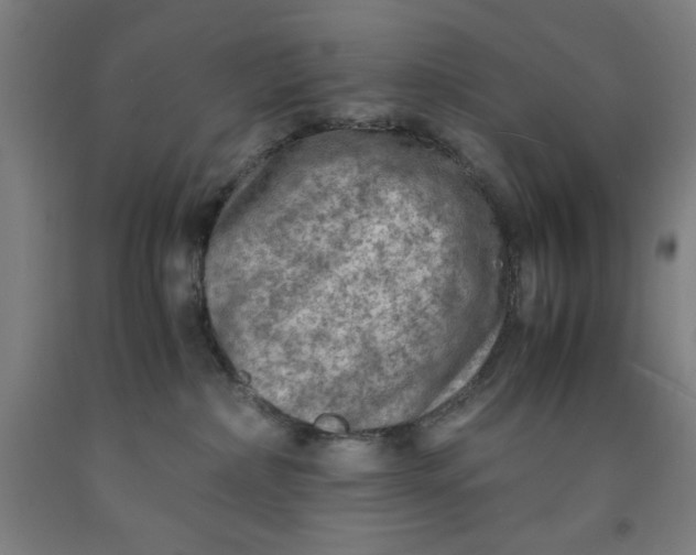 X0000091920236200709261649