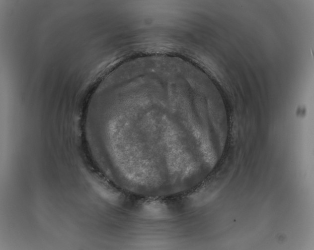 X0000091920258200709261649