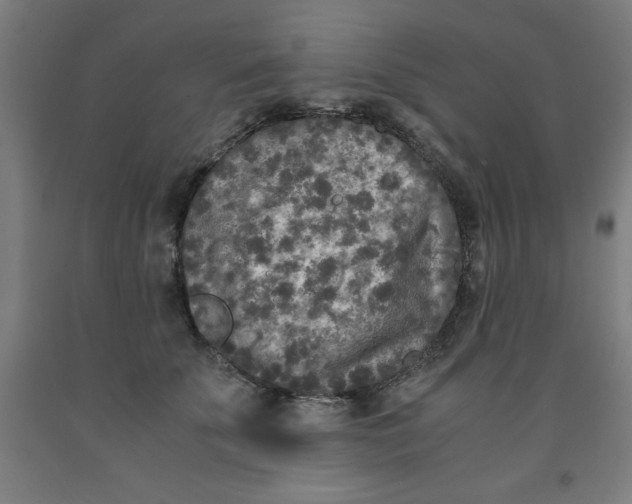 X0000091920707200709261642