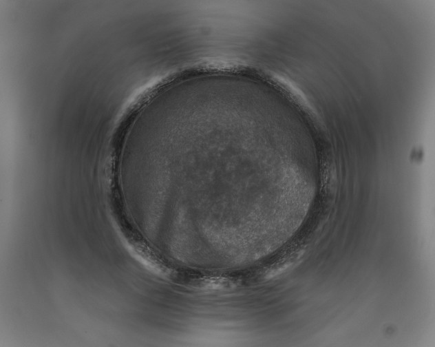 X0000091920736200709261642