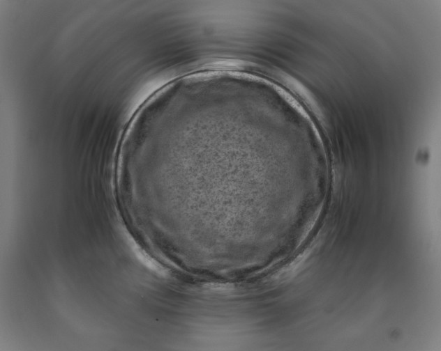 X0000091921194200709261635