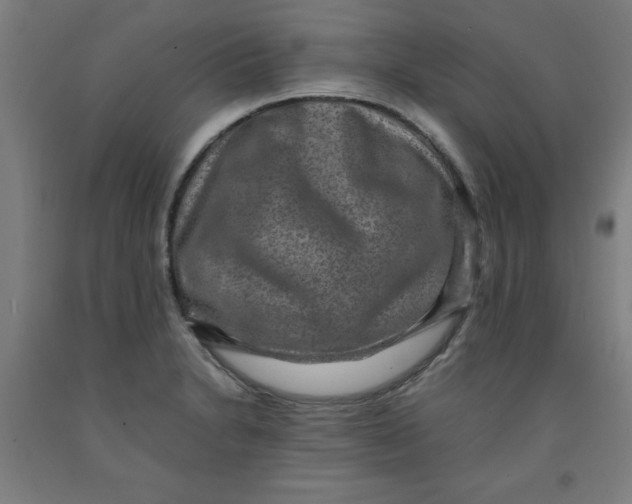 X0000091921230200709261635