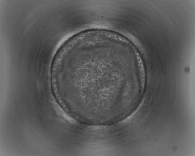 X0000091921240200709261635