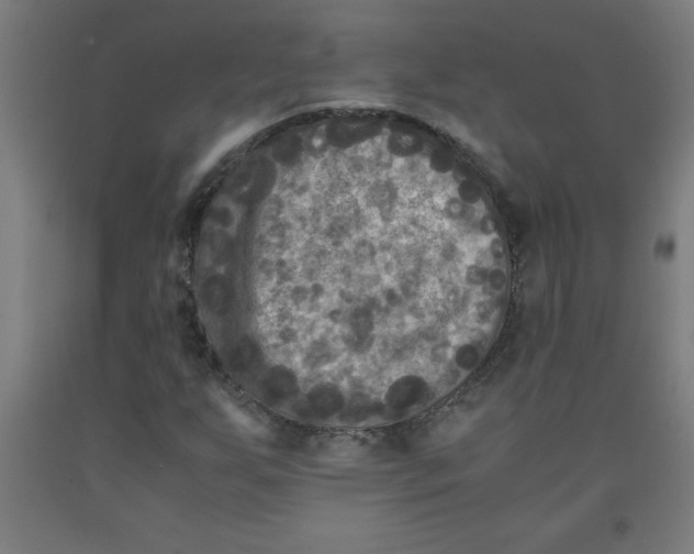 X0000091921255200709261634