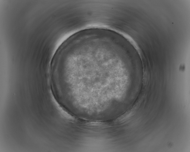 X0000091921295200709261634