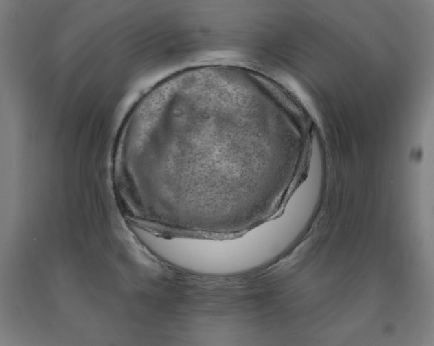 X0000091921336200709261634