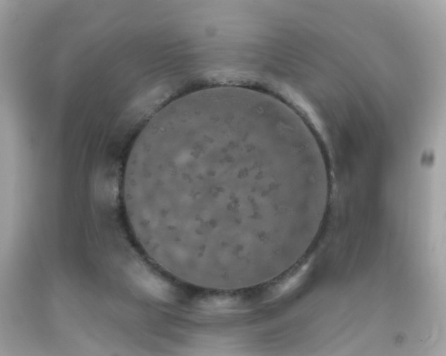 X0000091930065200709051510