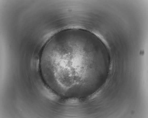 X0000091930110200709051509