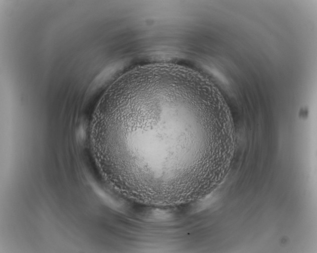 X0000091930166200709051509