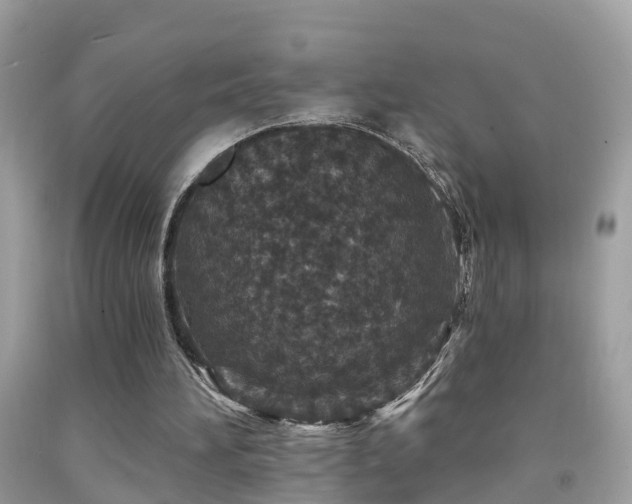 X0000091930196200709051508