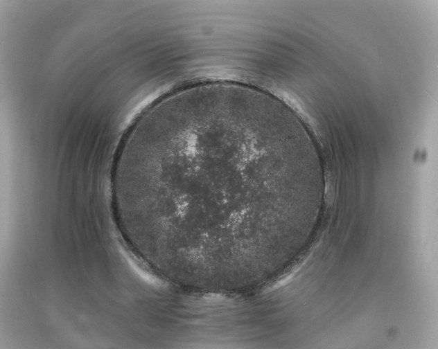 X0000091930390200709051506