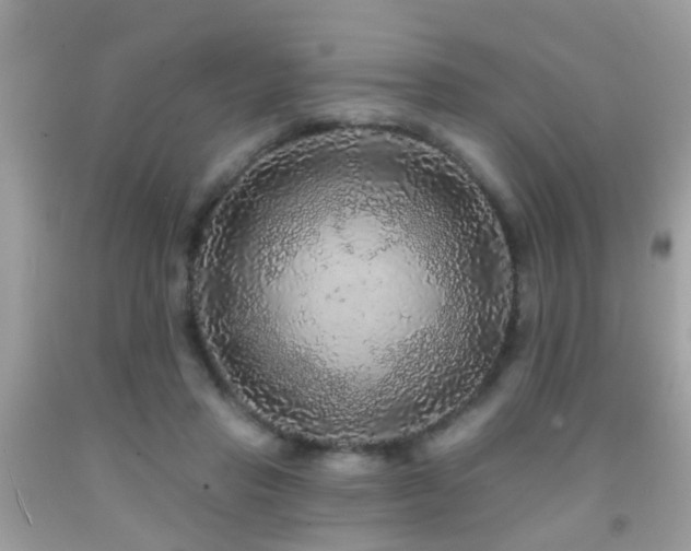 X0000091930453200709051505