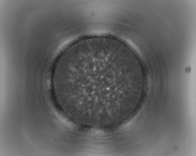 X0000091930640200709051502