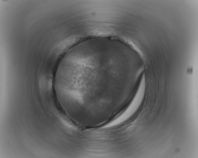 X0000091930685200709051502