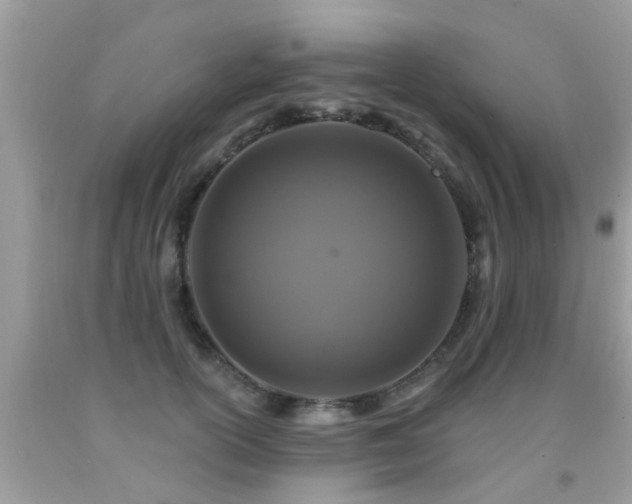 X0000091930754200709051501