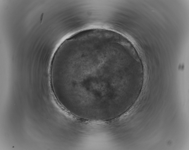 X0000091930864200709051500
