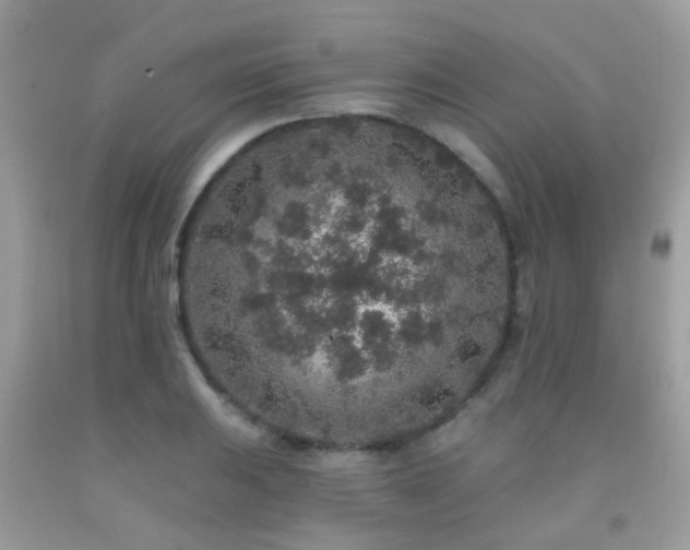X0000091931031200709051457
