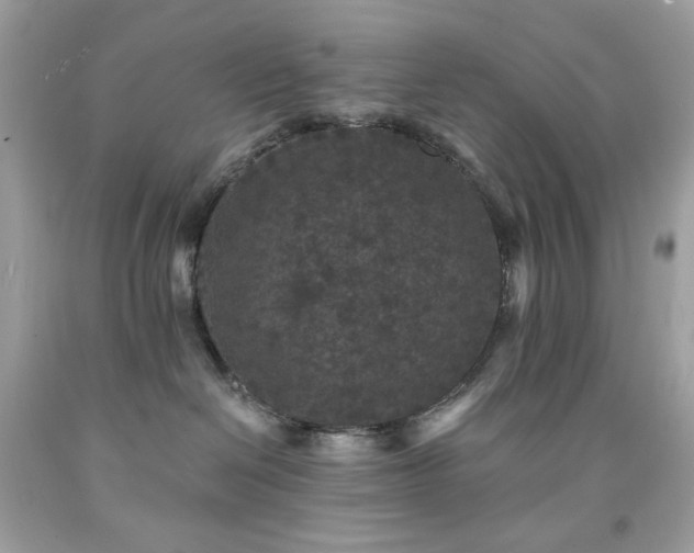 X0000091930286200709121605