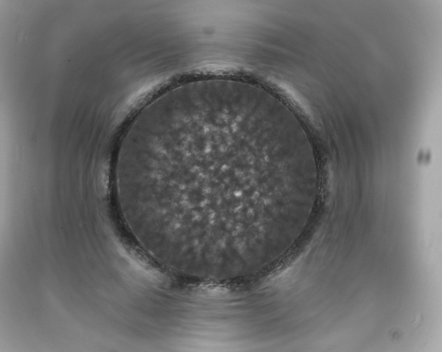 X0000091930640200709121559