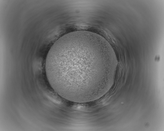 X0000091930655200709121600