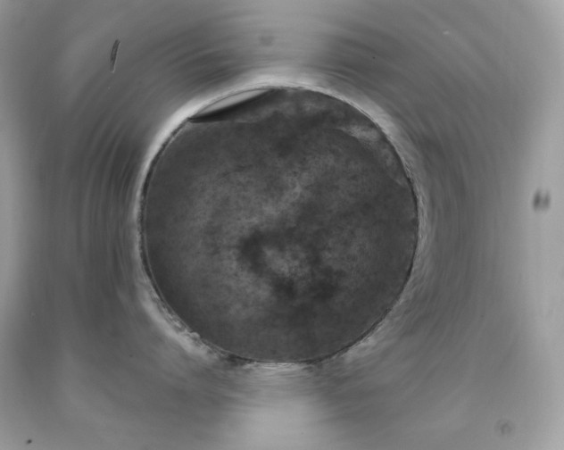 X0000091930864200709121557