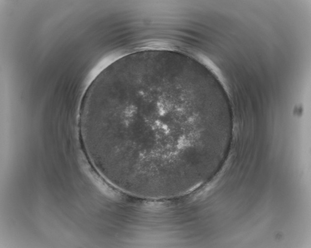 X0000091931378200709121550