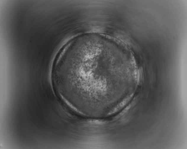 X0000091930195200709261920