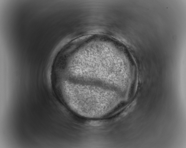 X0000091930341200709261918