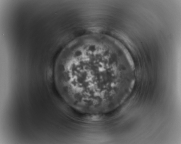 X0000091930365200709261918