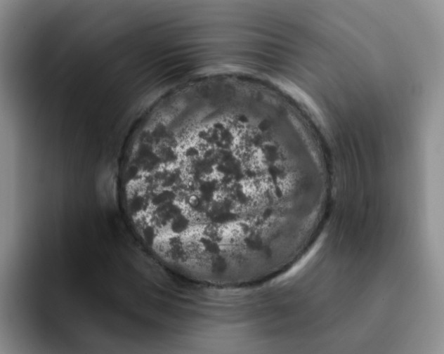 X0000091930921200709261911