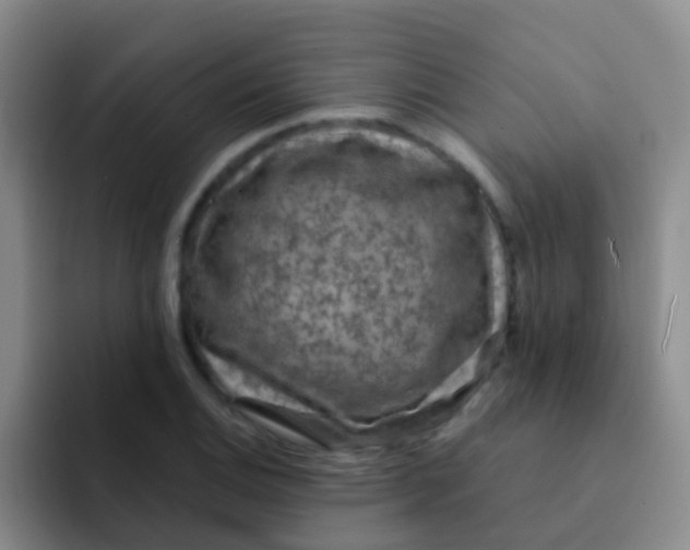 X0000091931124200709261909