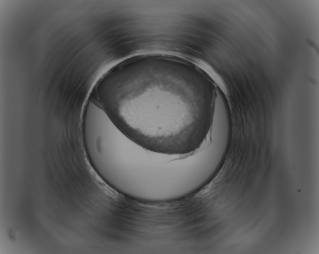 X0000091931388200710031050