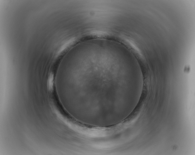 X0000091940024200709051531