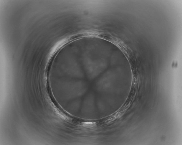 X0000091940053200709051531