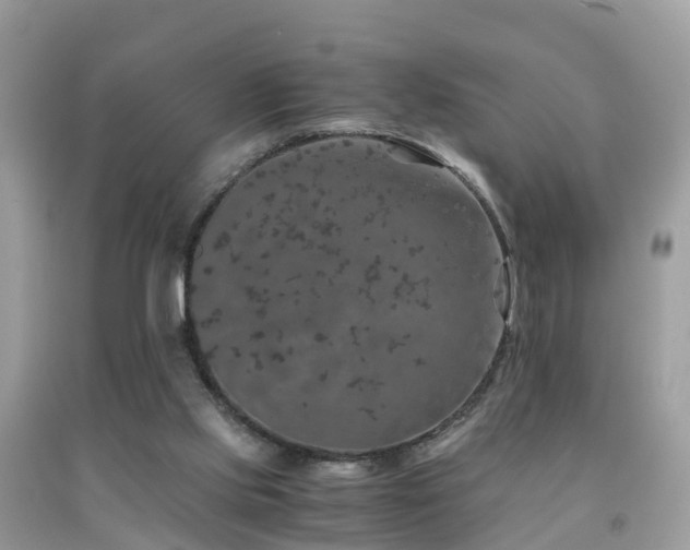 X0000091940061200709051531