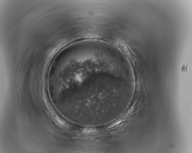 X0000091940145200709051529