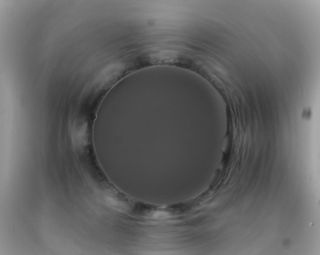 X0000091940224200709051529