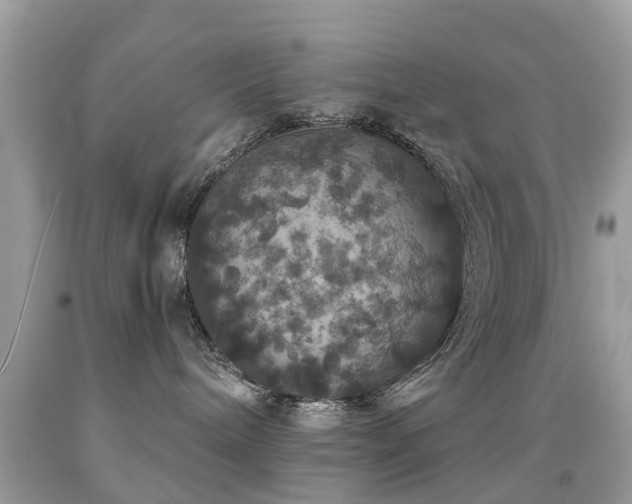 X0000091940240200709051529